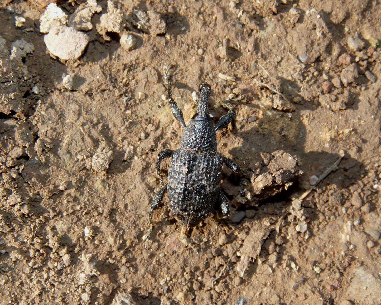 Grosso Curculionidae: Aclees taiwanensis